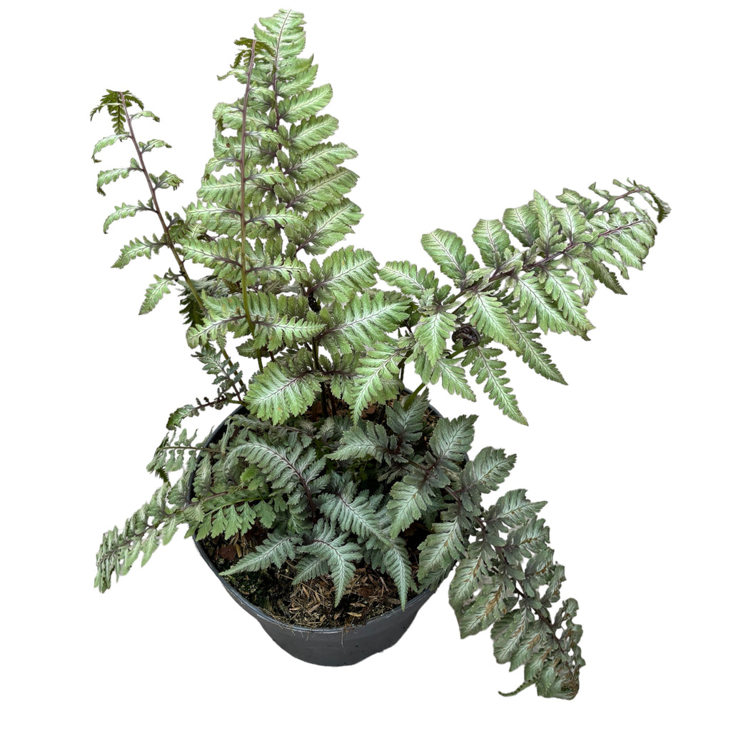 Ιαπωνική φτέρη κήπου - Athyrium niponicum var. pictum 'Silver Falls' (Ιαπωνική ζωγραφισμένη φτέρη κυρίας)