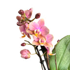 Phalaenopsis Summerion *duftend