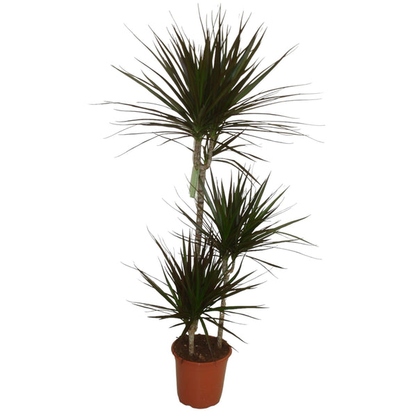 Dracaena Magenta 3 stems H140