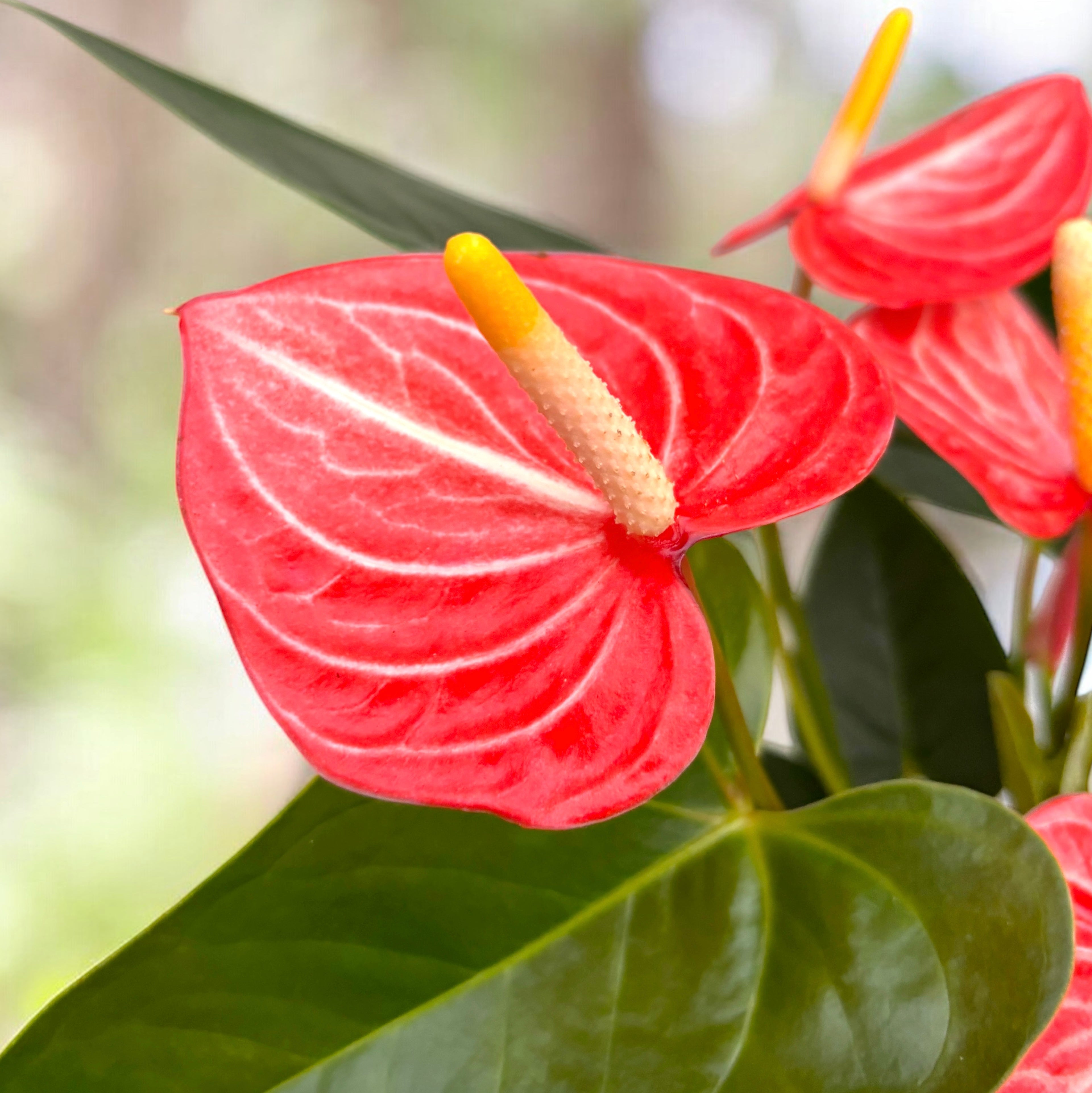 HS　アンスリウム Anthurium Livium Orange - spectaculaire variëteit – Secret Garden