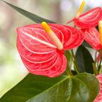 Anthurium Livium Orange - spektakularna sorta