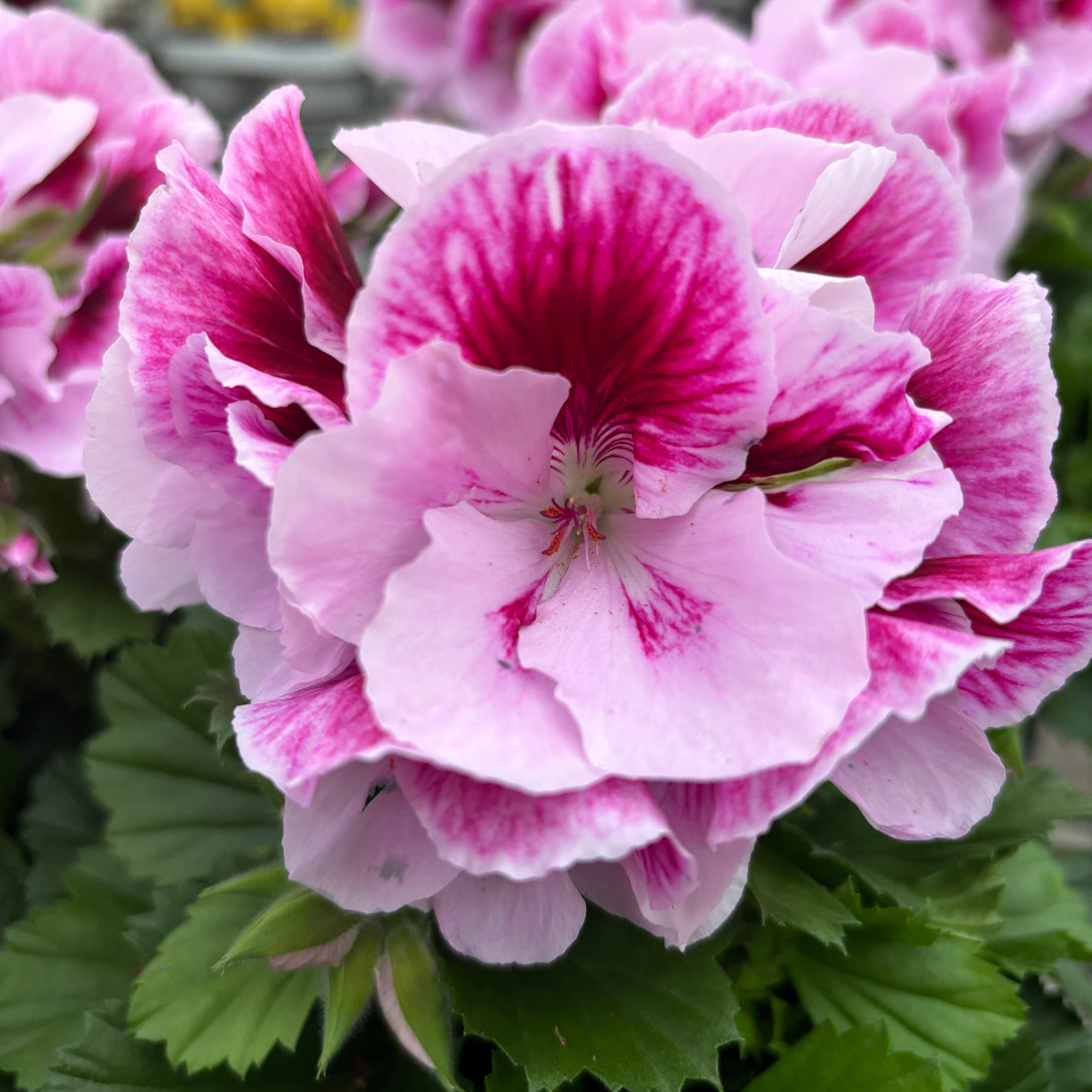 Pelargonium grandiflorum 'Don Quinto'