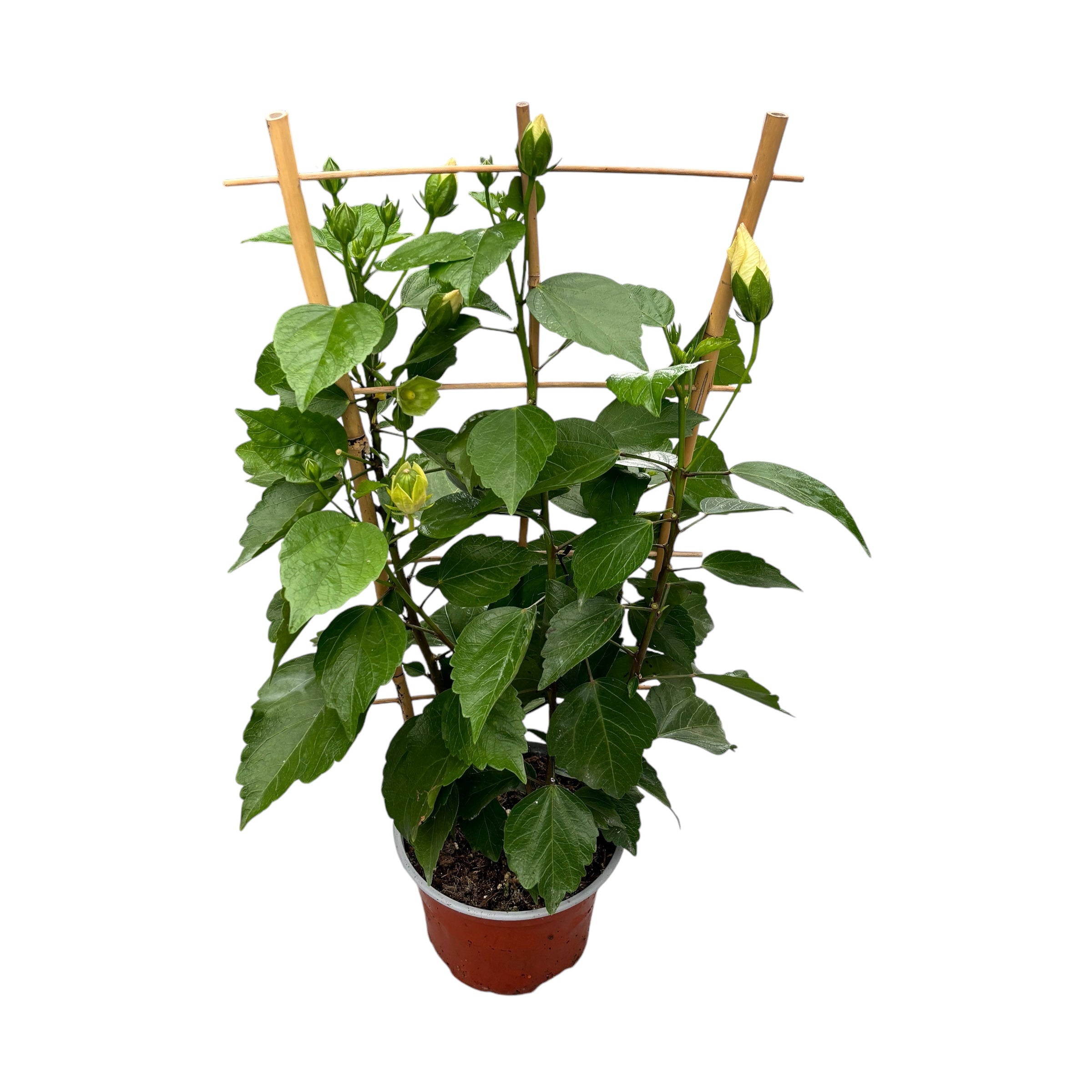 Hibiszkusz 'Adonicus Pearl' - XL példányok 2-3pp