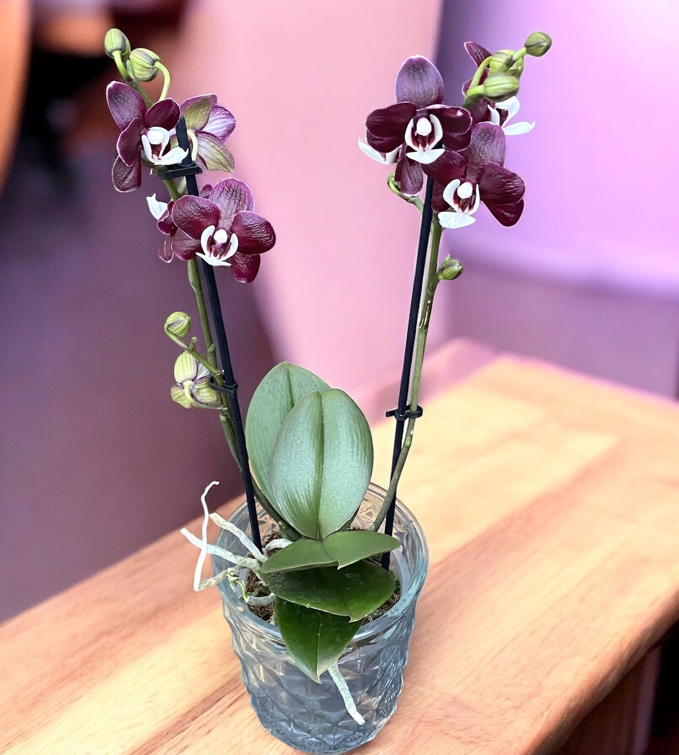 Phalaenopsis Kaoda Twinkle 'Chocolate Drop' (Black Widow) - duftend (Niederlande)
