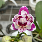 Phalaenopsis Miki Violet Butterfly
