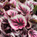 Begonia Beleaf 'Evening Glow'