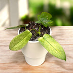 Philodendron 'Florida Ghost' - variété rare, avec feuillage caméléon et aspect exotique
