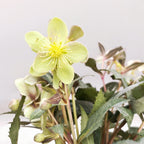 Helleborus sternii « Silver Dollar » (Rose de Noël, Étoile)