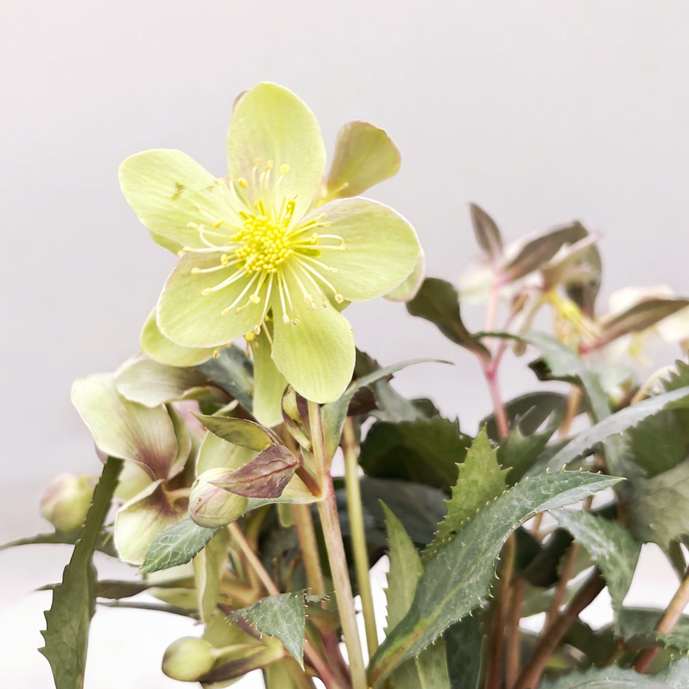 Helleborus sternii ‘Silver Dollar’ (Trandafirul Craciunului, Spanz)