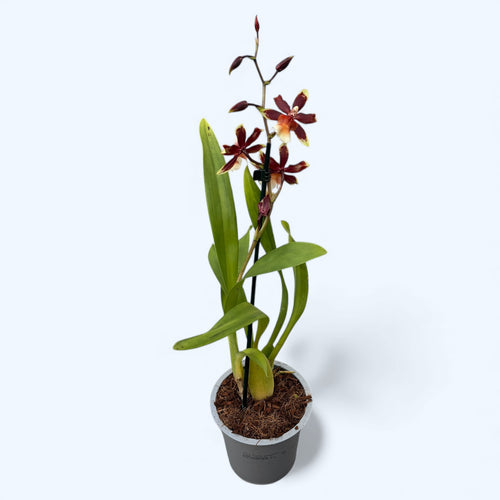Oncostele Wildcat 'Rainbow'
