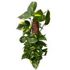 Epipremnum aureum 'Golden' H70 cm 5pp