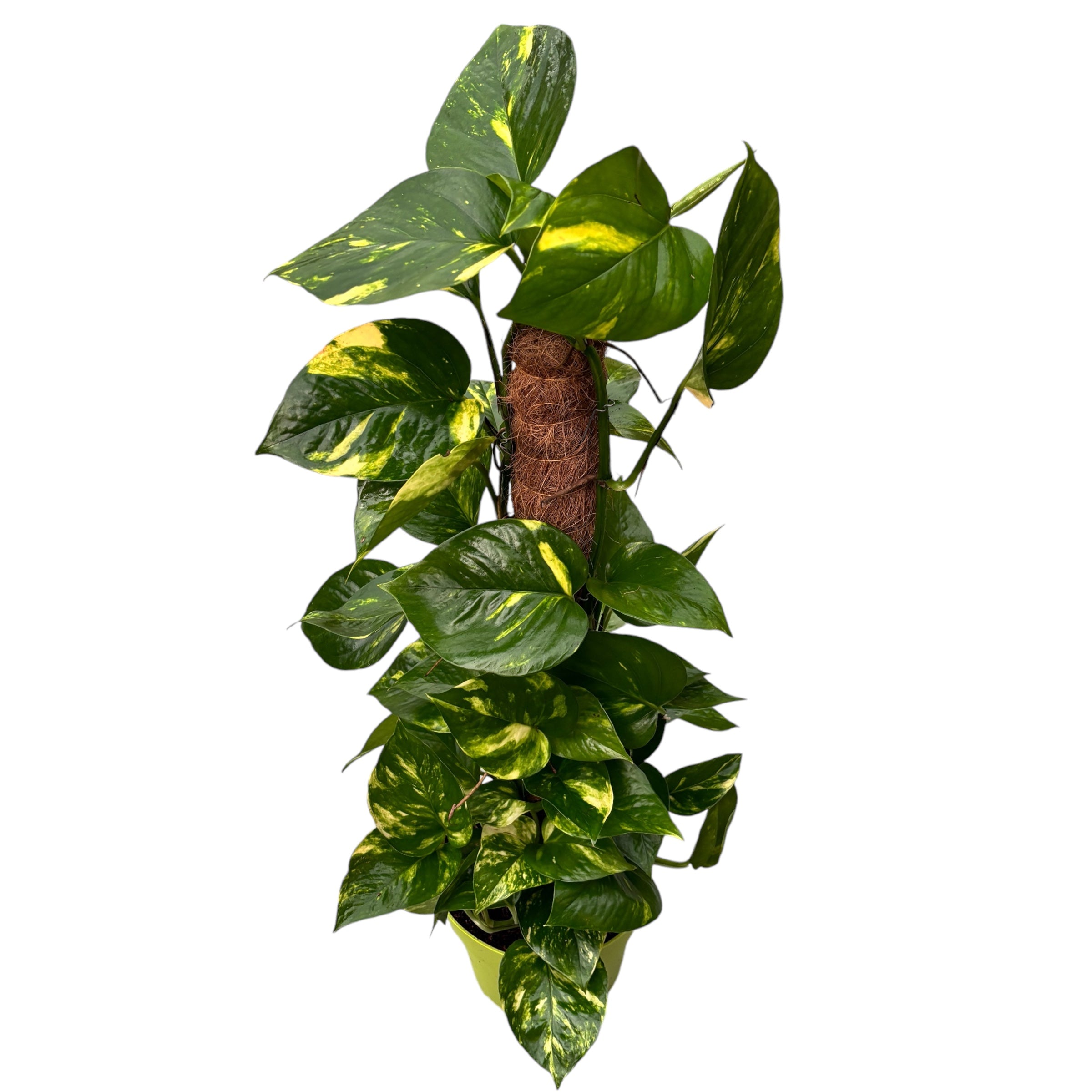Epipremnum aureum 'Golden' H70 cm 5pp