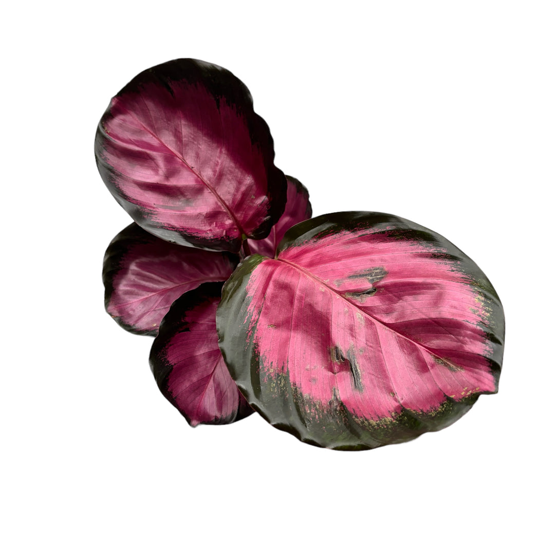 Calathea Roseopicta 'Rosy'