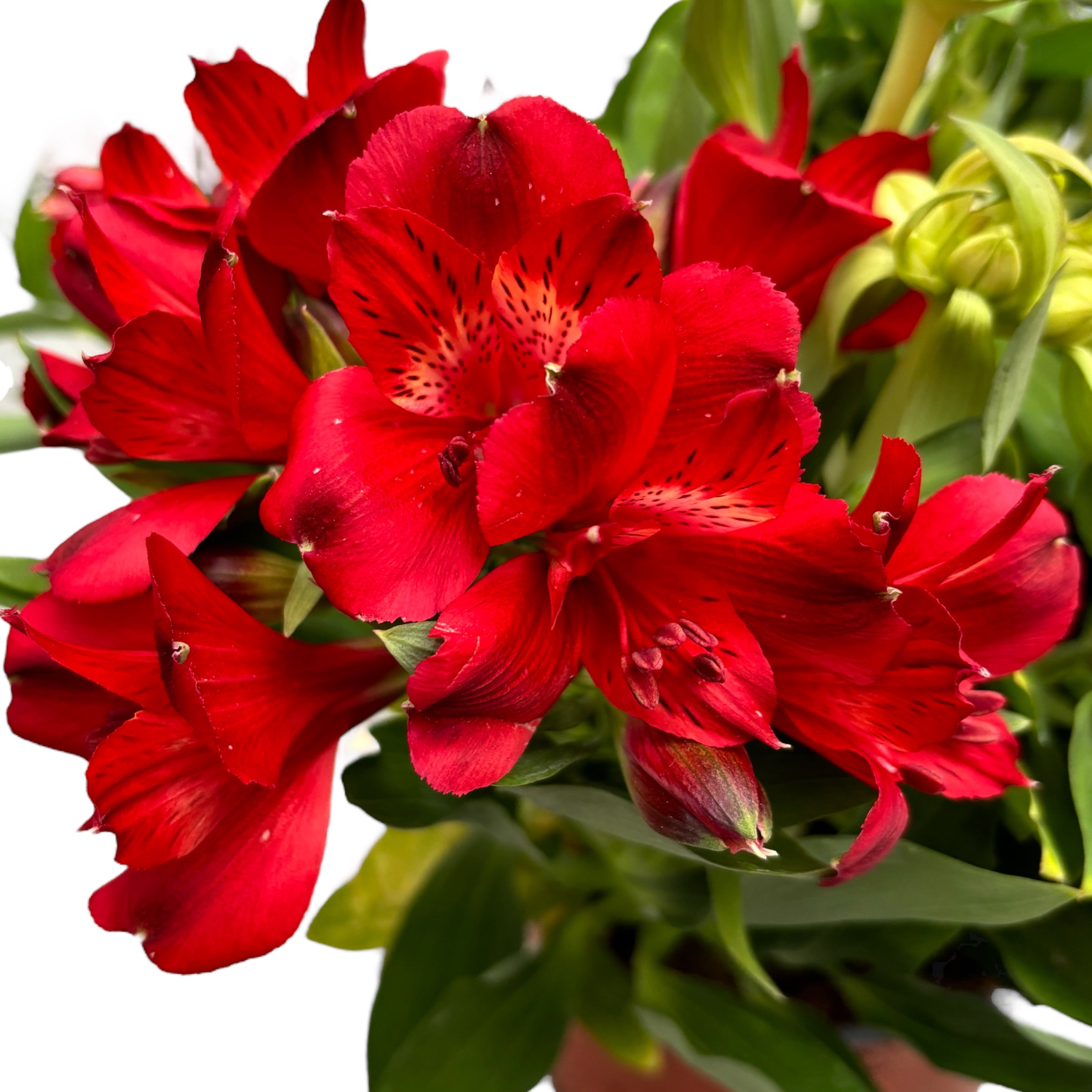 Alstroemeria Inticancha Doba -  Crin peruvian compact, cu flori spectaculoase rosii