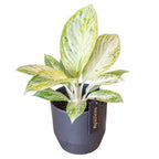 Aglaonema 'Arctic Lime'