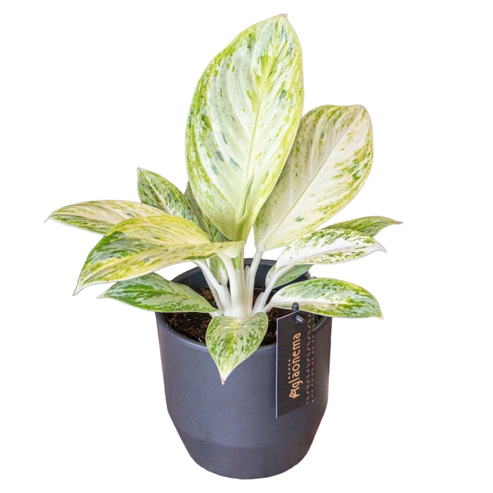 Aglaonema 'Arctic Lime'