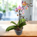 Phalaenopsis Scention (Aromio Fresh) - fiori intensamente profumati