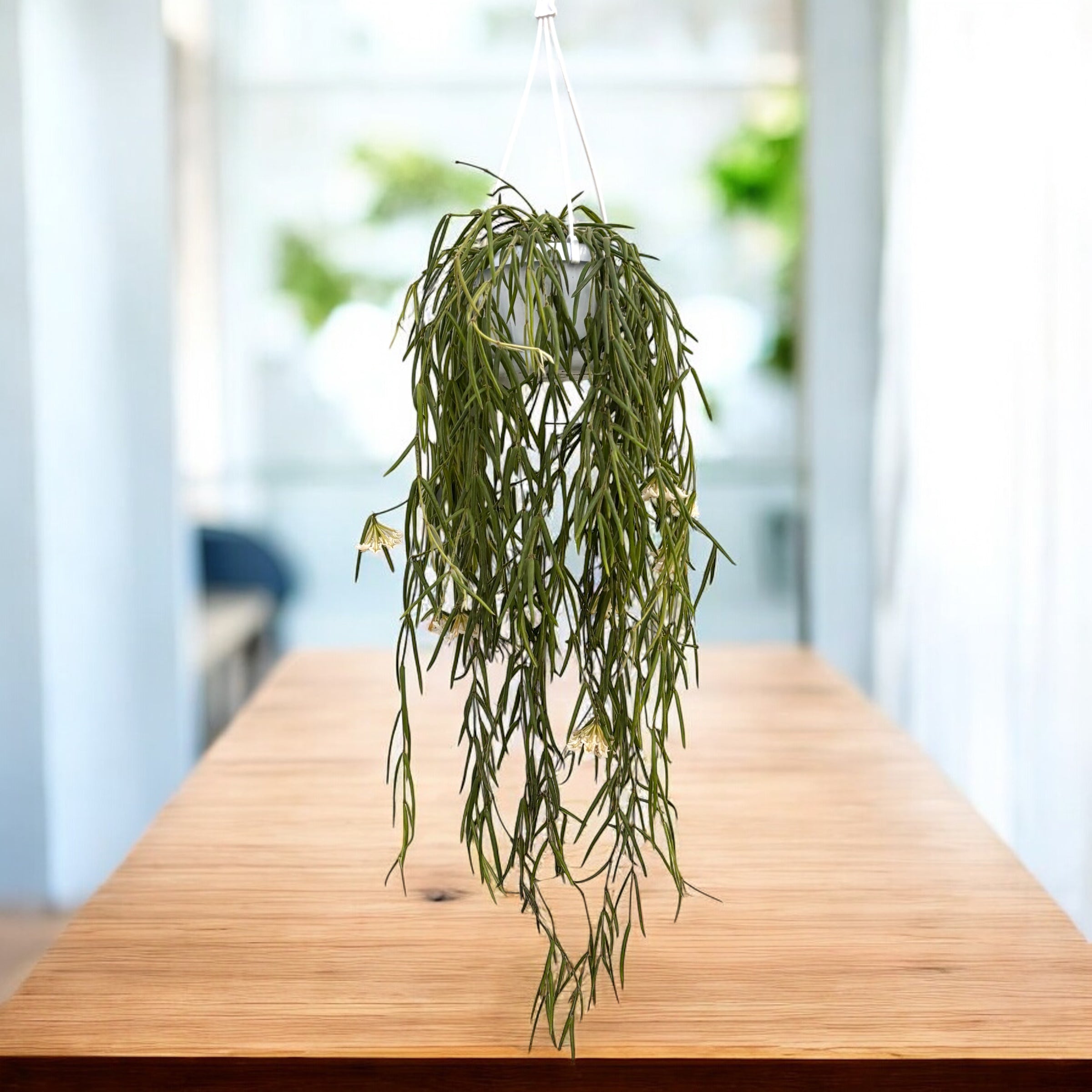 Hoya linearis - flori parfumate,  exemplare mari