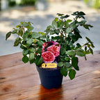 Rosa ‘Chippendale’® - Trandafir teahibrid, puternic parfumat