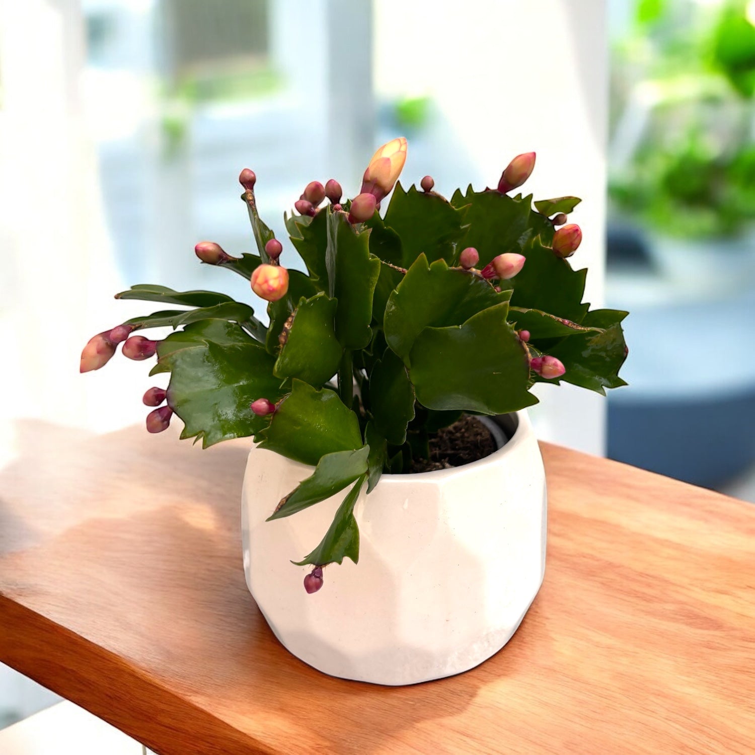 Schlumbergera 'Thor Sophia’ (Craciunita galbena) 2pp