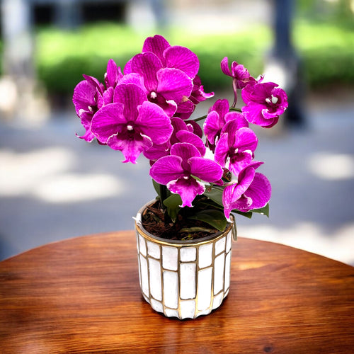 Phalaenopsis Tying Shin Black Bear grande lèvre - 2 plantes/pot