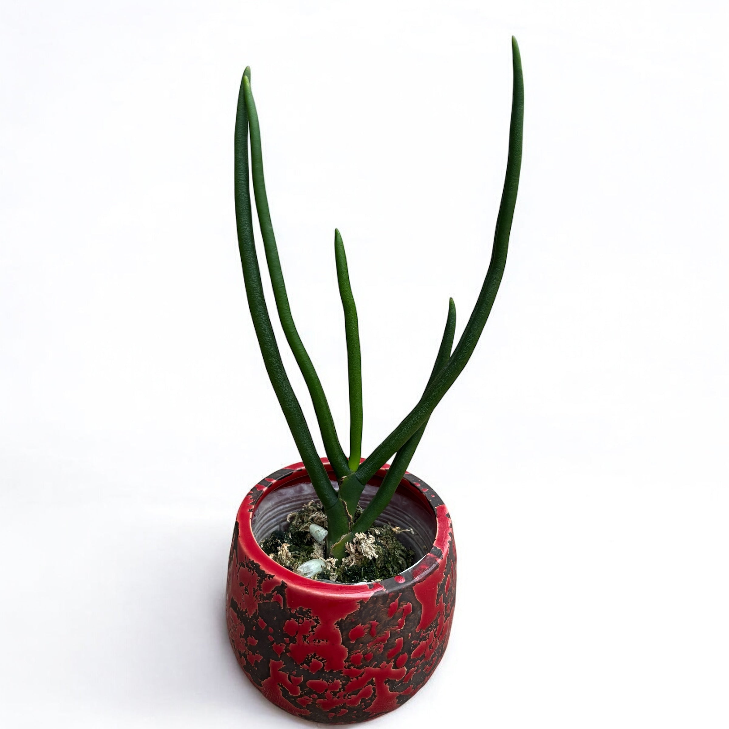 Paraphalanthe Frida (Pplt. De La Salle × Pps. laycockii) - duftende Blumen