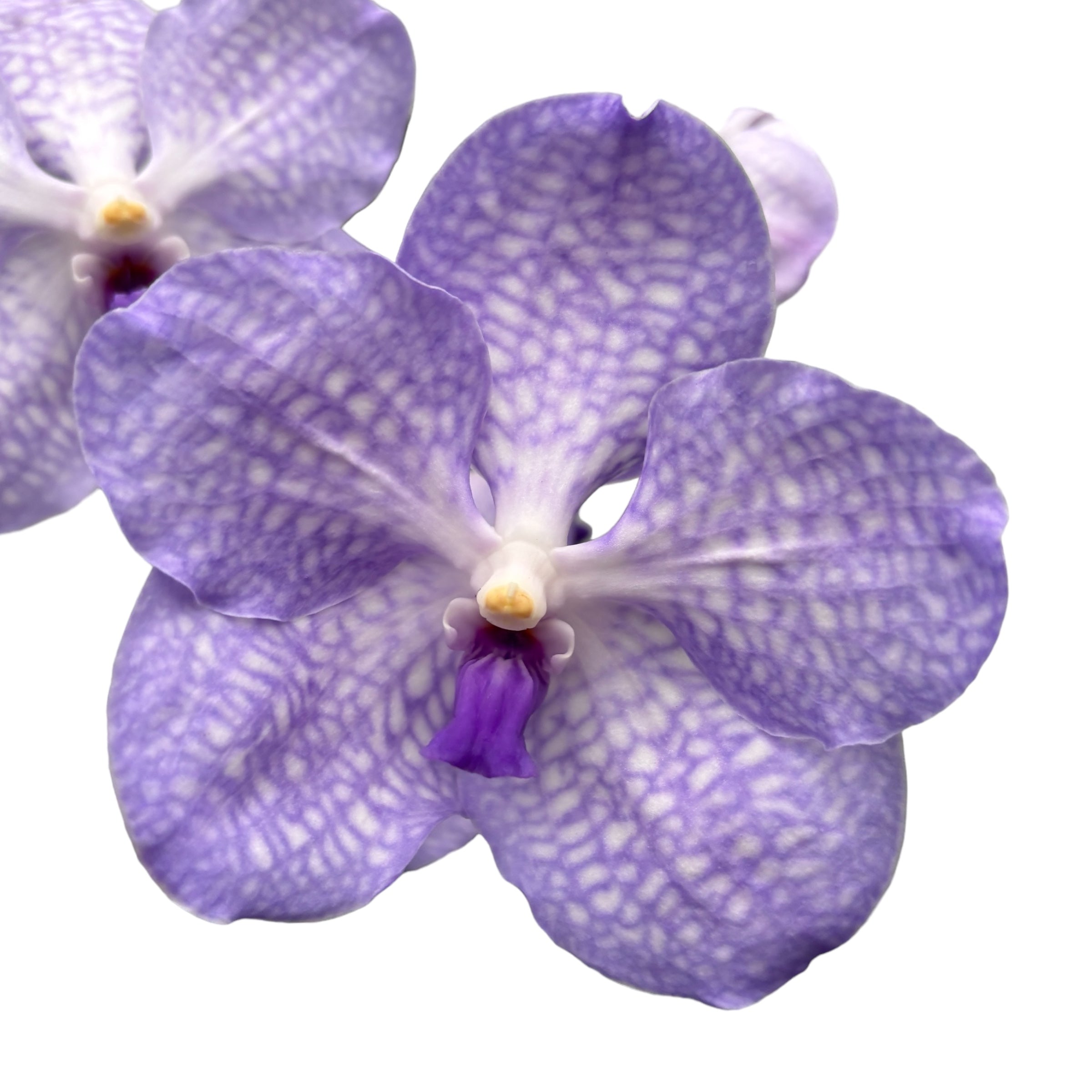 Vanda Kanchana Angelite (ANSU)
