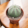 Euphorbia obesa - suculenta sferica rara, cu aspect architectural