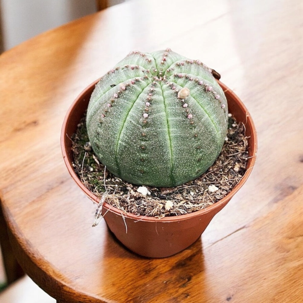 Euphorbia obesa - suculenta sferica rara, cu aspect architectural