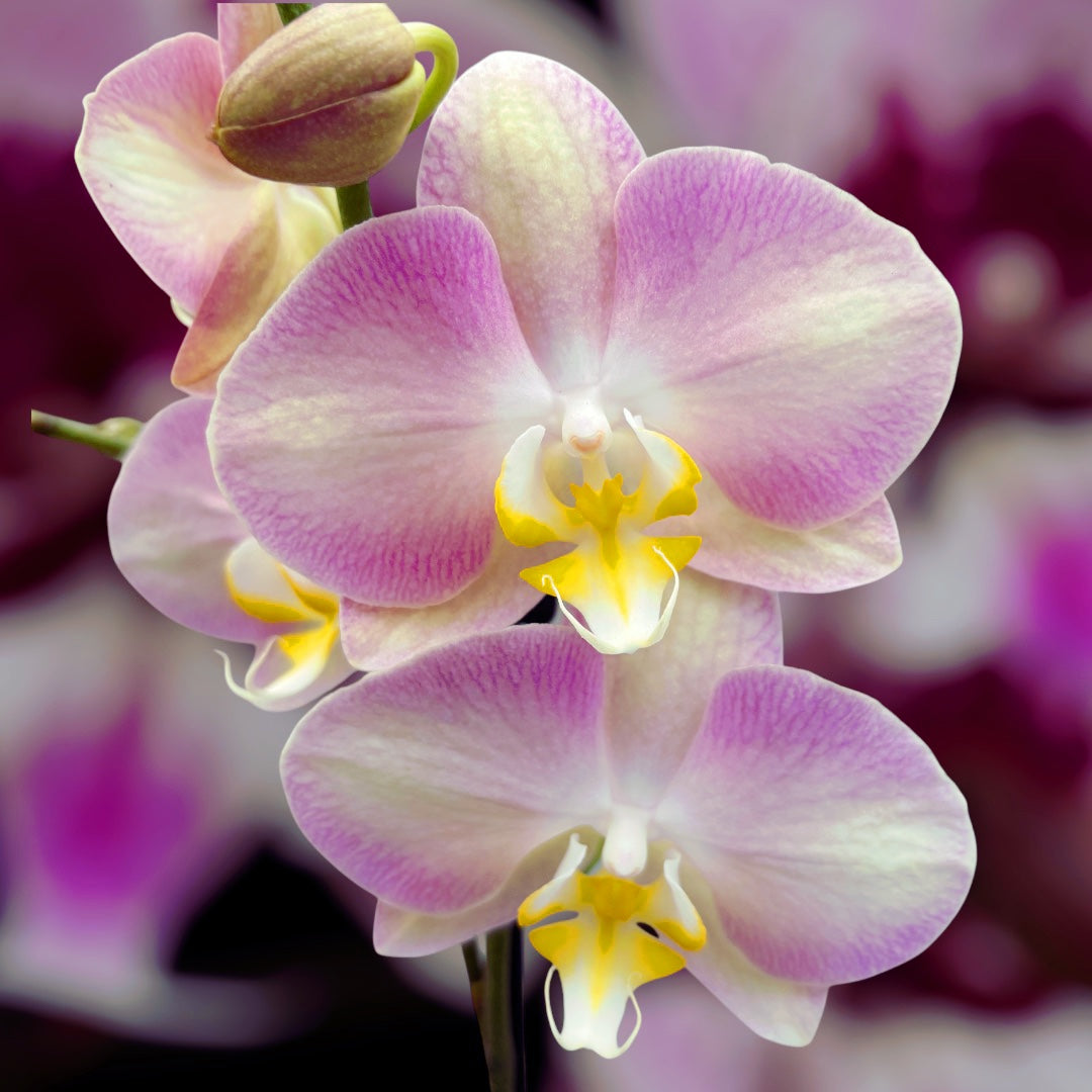 Phalaenopsis Raiponce