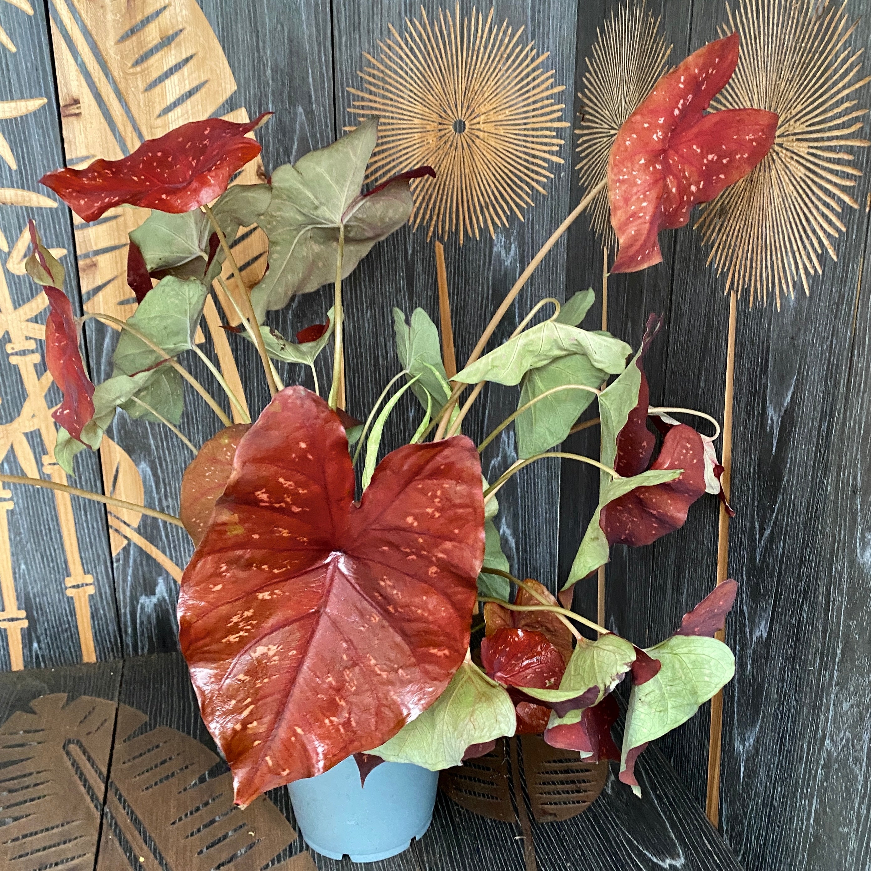 Caladium 'Burning Heart'