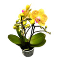 Phalaenopsis Gold Boy