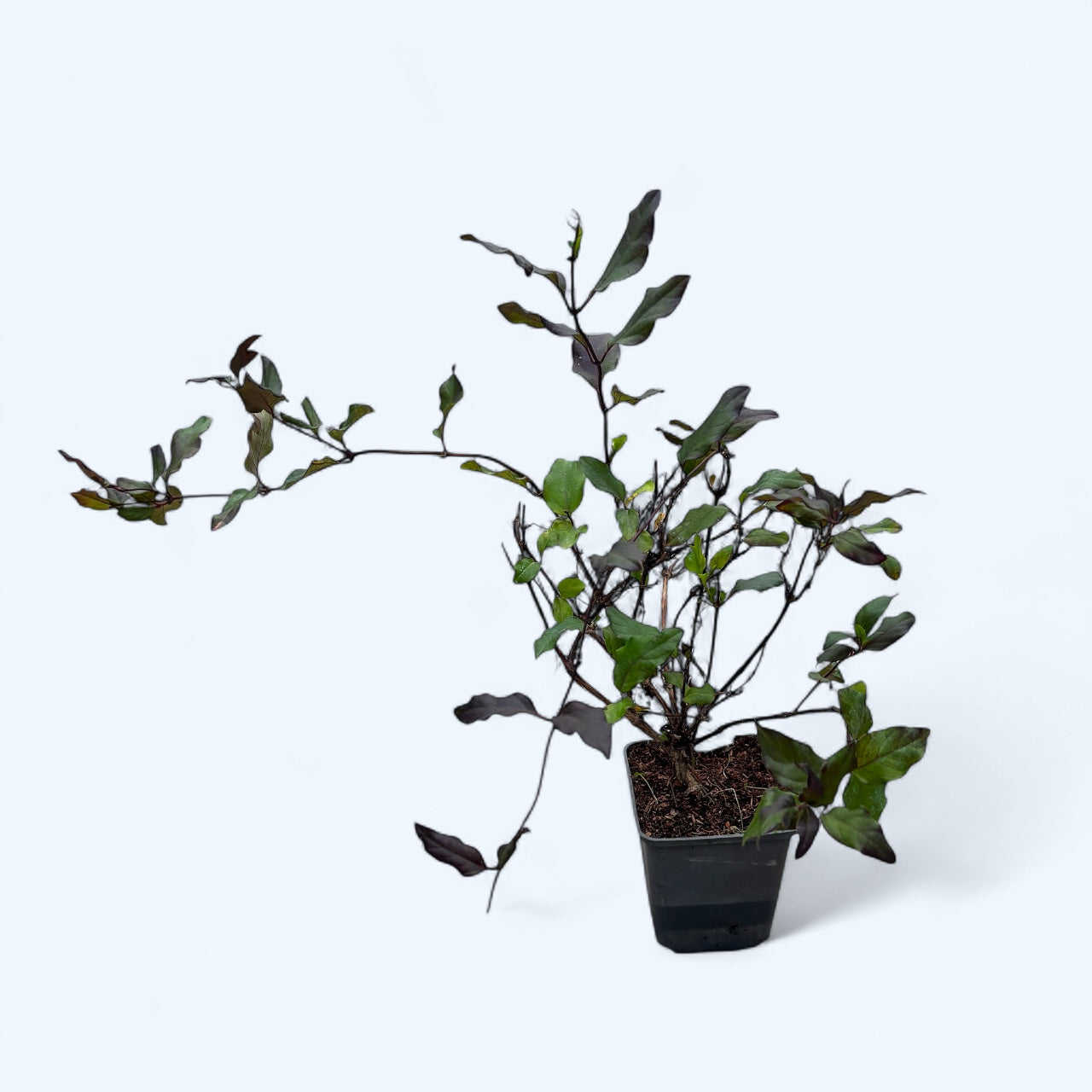 Lonicera japonica 'Purpurea' - Caprifoi cu frunze purpurii si flori intens parfumate