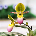 Paphiopedilum Pinocchio (glaucophyllum x primulinum) sekventiaalinen/monikukkainen