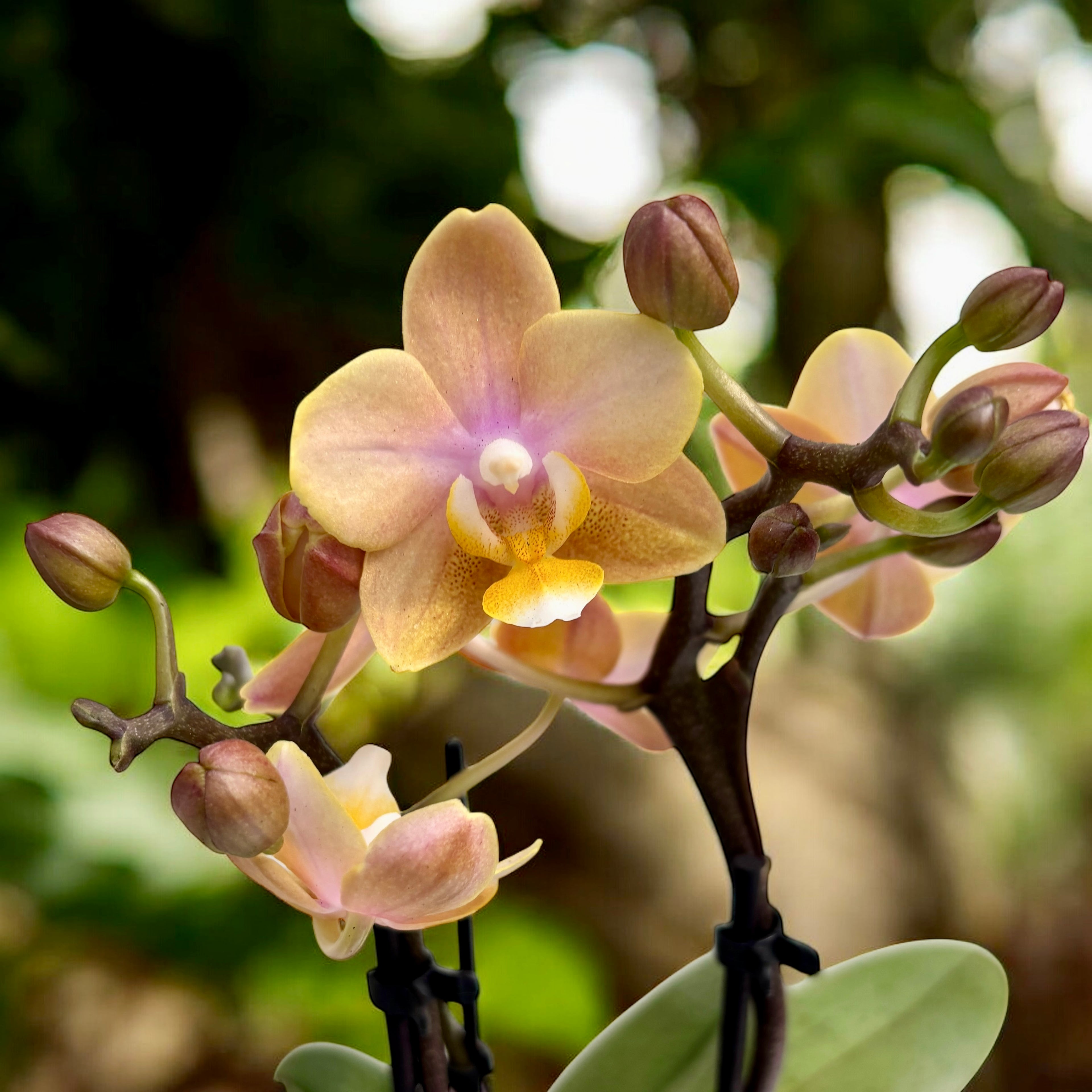 Phalaenopsis Scention (Aromio Fresh) - fiori intensamente profumati