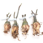 Адениум обесум 'Уолц'