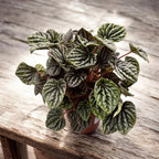 Peperomia caperata 'Silver'