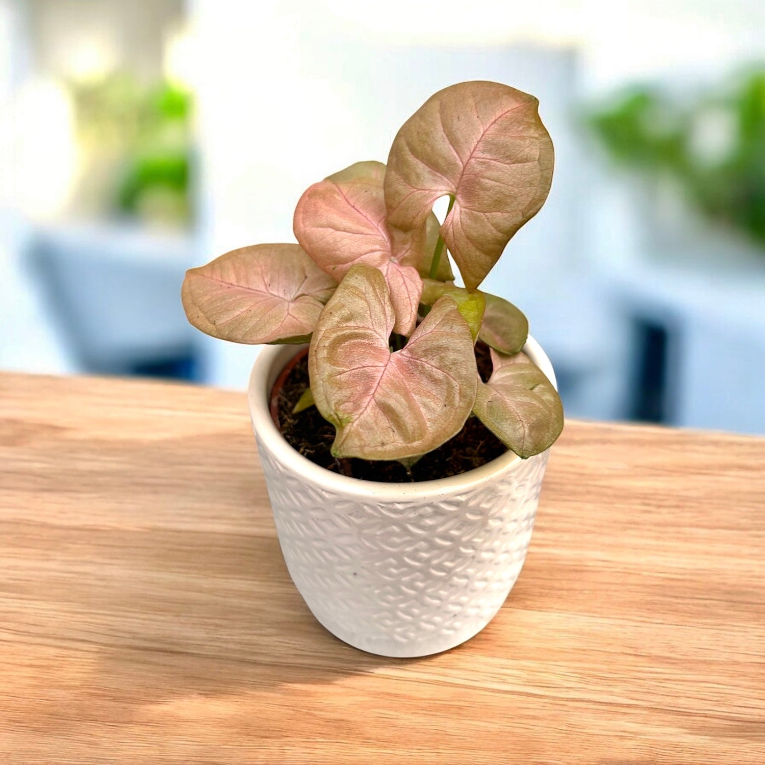 Syngonium Neon Robusta (Rode Koning) D9