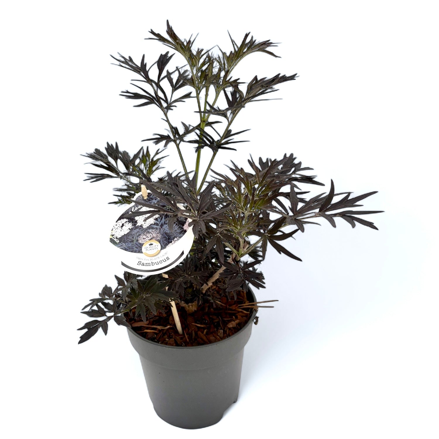 Sambucus nigra 'Black Lace'  – soc negru cu frunzis purpuriu si flori roz