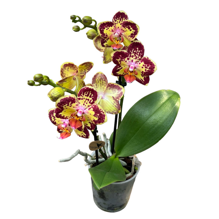 Phalaenopsis Strawberry Cake