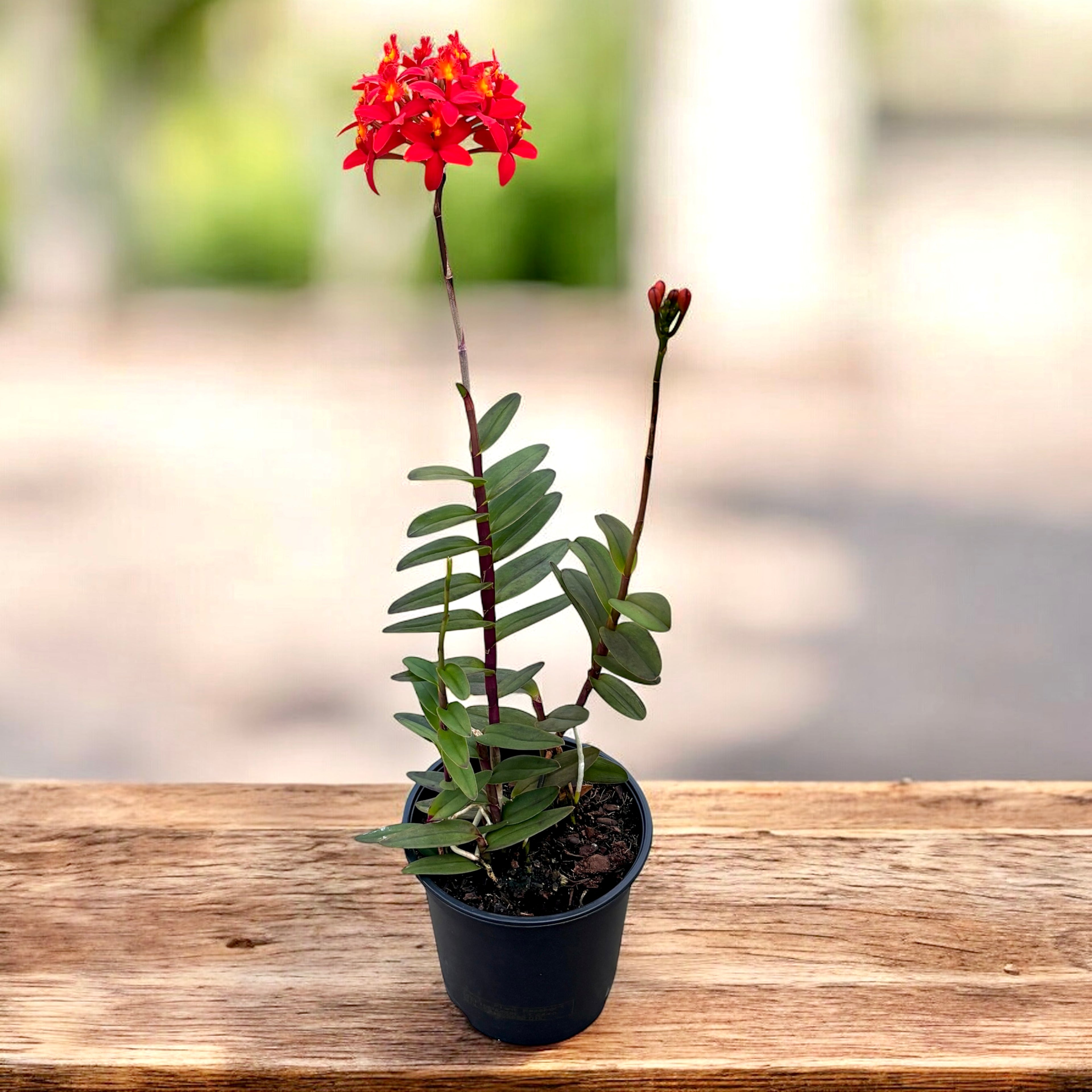 Epidendrum radicans 'Nordic Fire’  XL