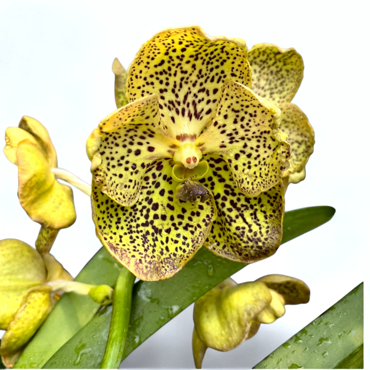 Vanda Sahara Spots (ANSU) - flori semipelorice