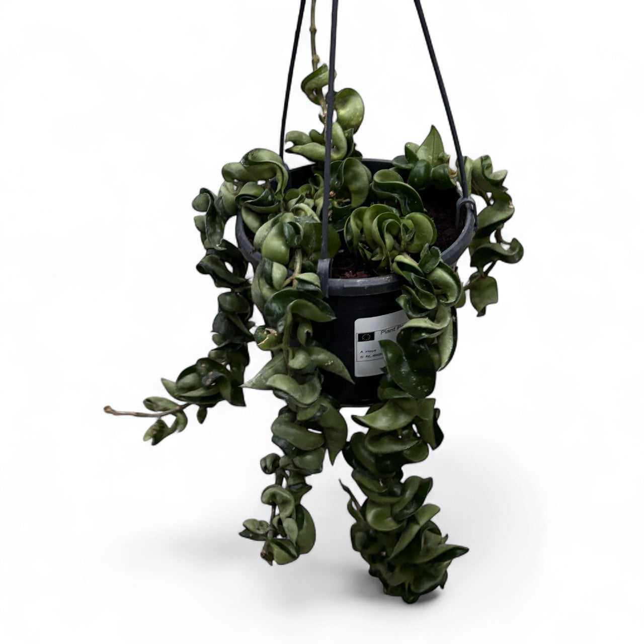 Hoya compacta (Hindu Rope) - exemplare mari!