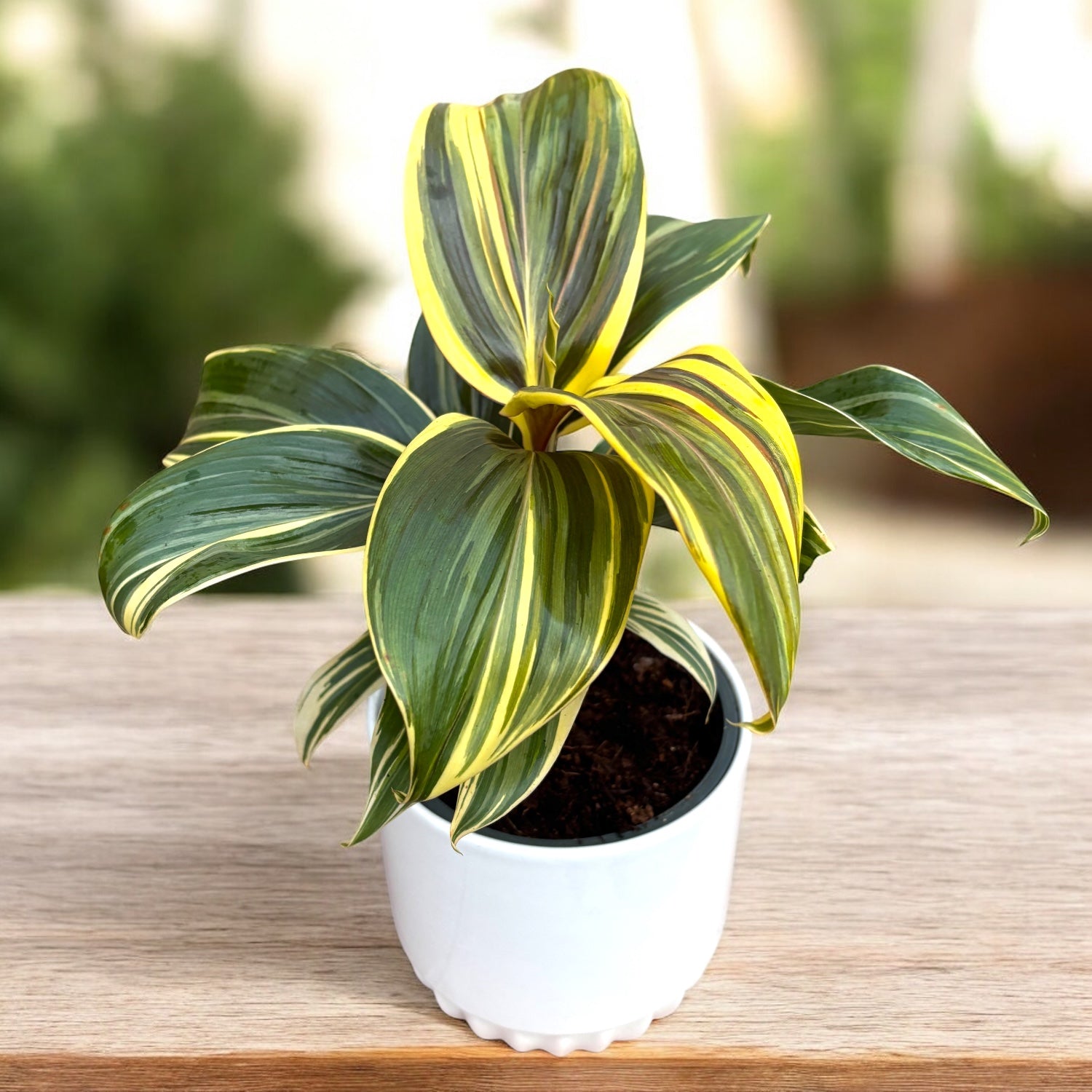 Cordyline ‘Chocolate Queen’ – planta tropicala cu frunzis inchis, in tonuri elegante de burgund si verde