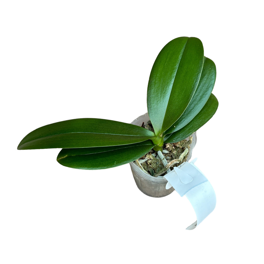 Phalaenopsis Sweet Girl (peloric)