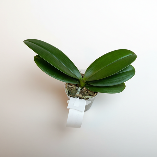 Phalaenopsis Sweet Girl (peloric)