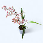 Oncidium Rosy Sunset - intensely fragrant flowers