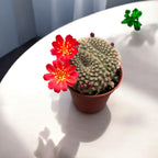 Rebutia minuscula