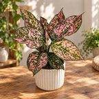 Aglaonema 'Pink Leopard'
