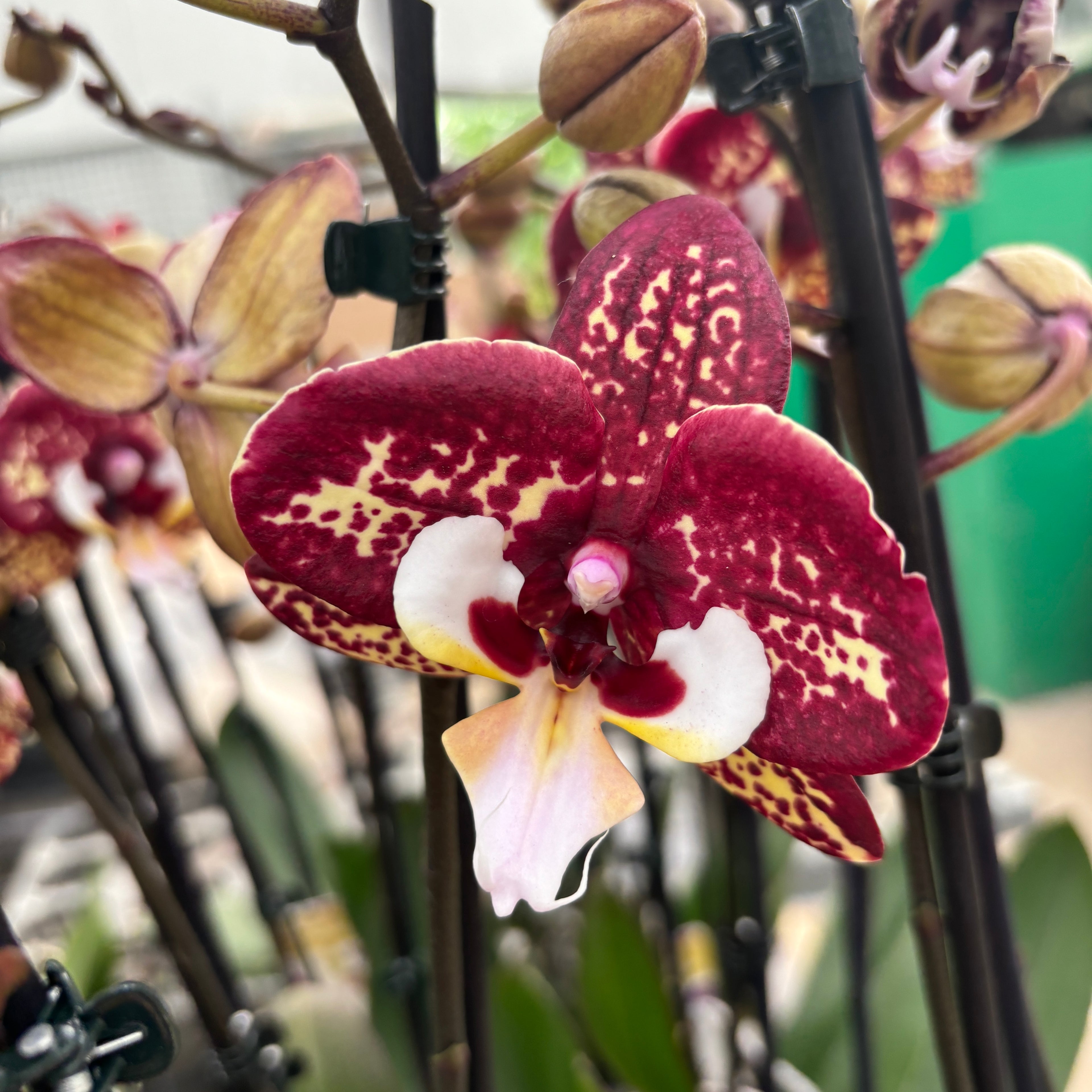 Phalaenopsis 'Limited 40' big lip